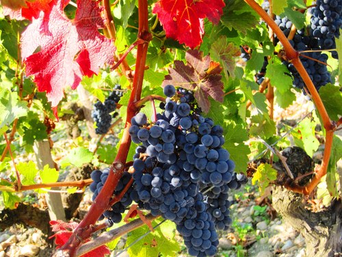 Bordeaux-Wine-Grapes-1372152406_500x0.jp