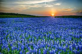 Texas Hill Country Blue Bonnets - Bee Creek Photo